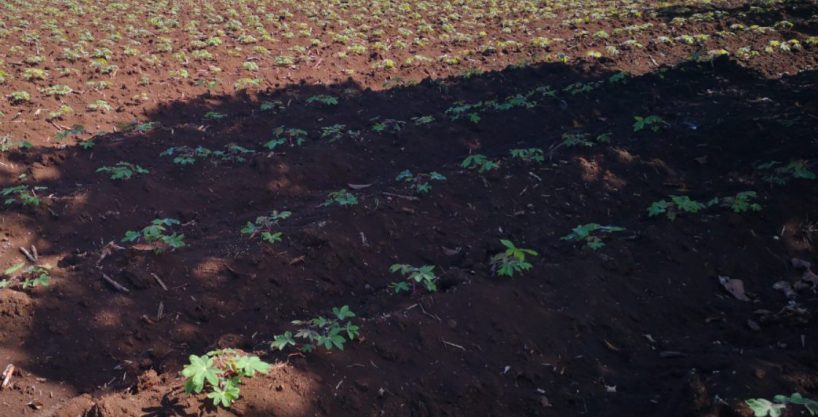 2 acres a solo 2 minutos del Parque de la Fortuna