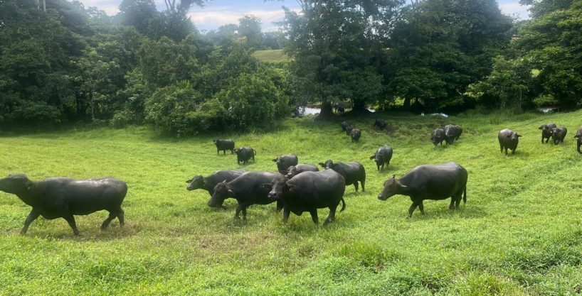 Finca Monte de Sion: Tradición, Naturaleza y Alta Rentabilidad